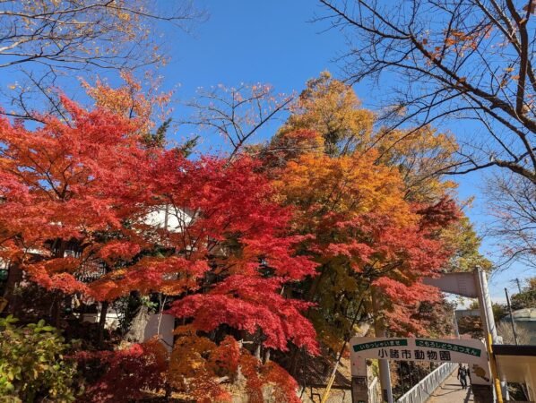 【日本】小諸城懷古園賞楓輕旅 16 PXL 20221107 034058019