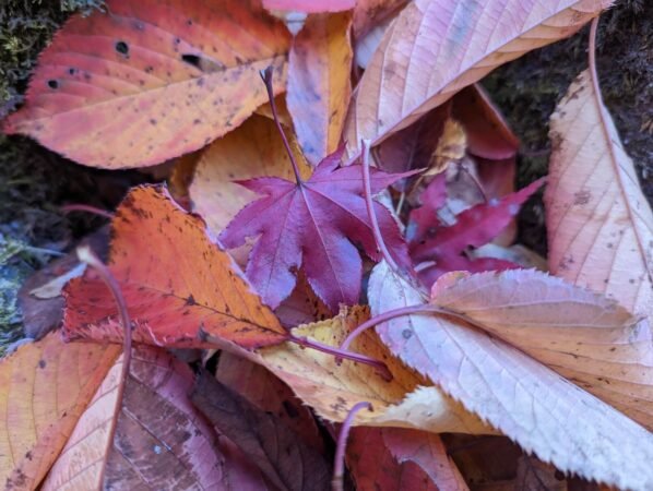 【日本】小諸城懷古園賞楓輕旅 19 PXL 20221107 035319749