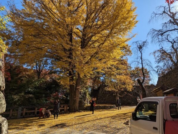 【日本】小諸城懷古園賞楓輕旅 8 小諸城紅葉