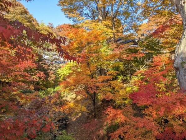 【日本】小諸城懷古園賞楓輕旅 10 小諸城紅葉