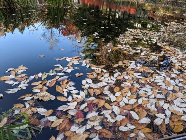 PXL 20221107 054955414