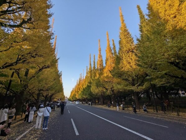 神宮外苑銀杏