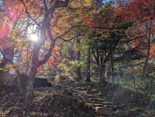 PXL 20221109 040659633