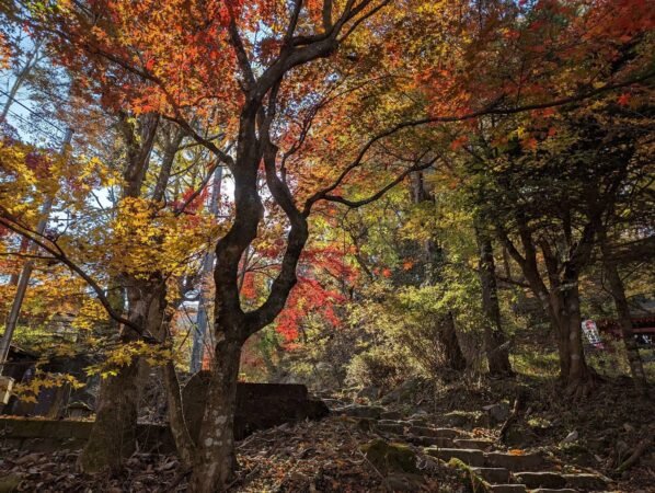 PXL 20221109 040705011