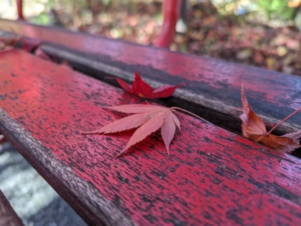 PXL 20221109 041108430