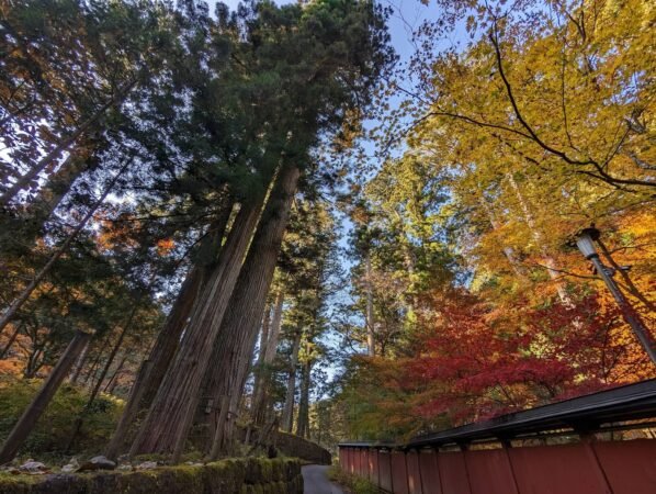 PXL 20221109 052234099