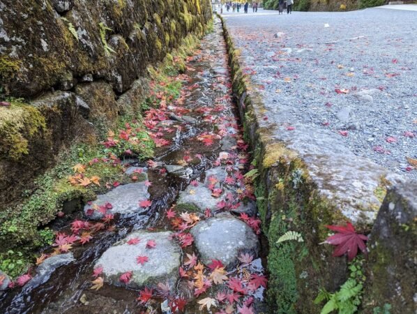 PXL 20221109 062718042