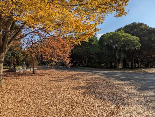 PXL 20221112 040208401