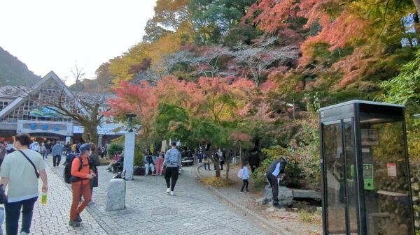 PXL 20221112 055331919