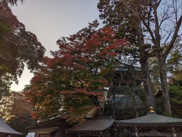 PXL 20221112 065528018