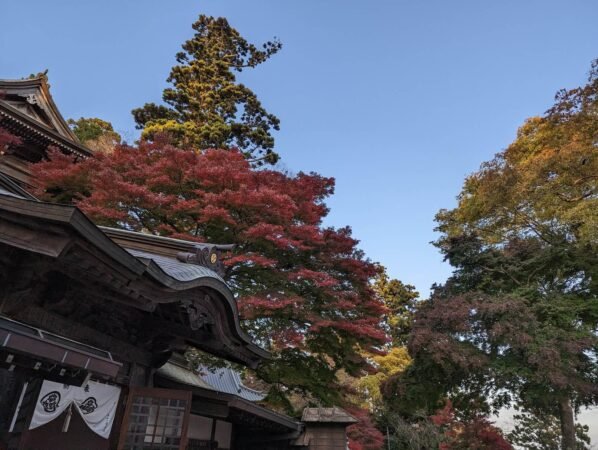 PXL 20221112 070321897